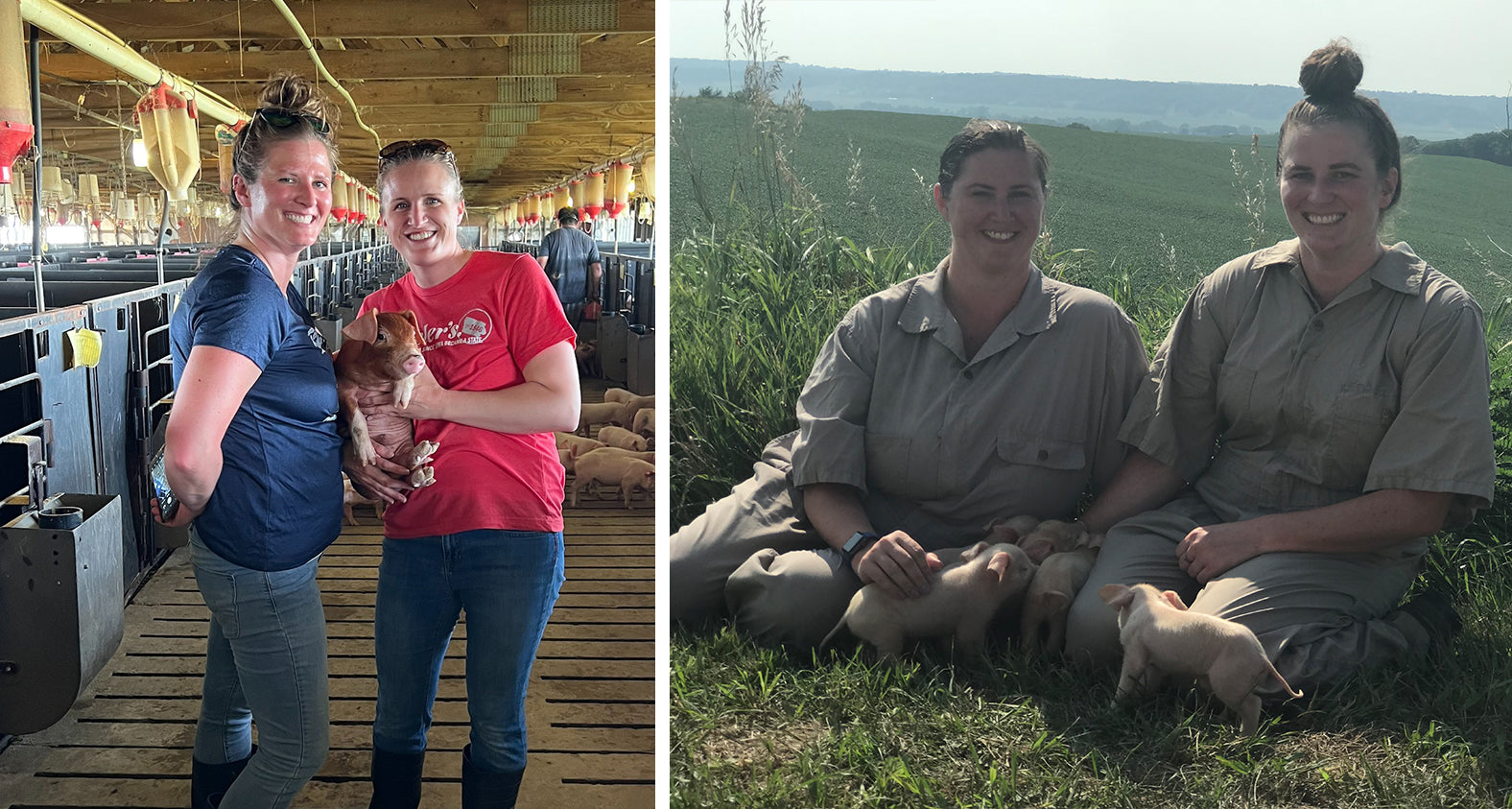 Family handling pigs at the farm alt tag