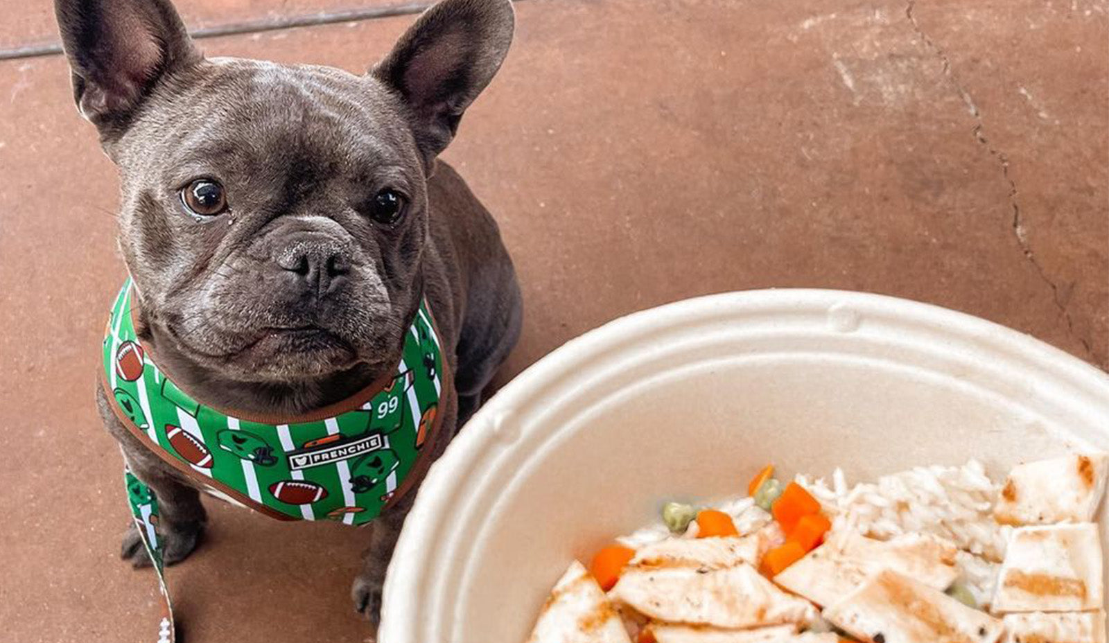 dog looking at a bowl of food